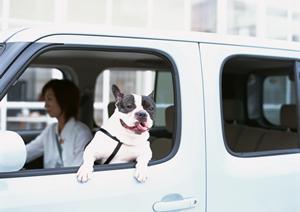 専門的なスキルを持つ車検サービス